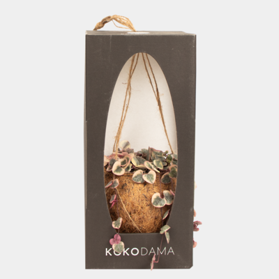 Kokodama 12cm Hanging Sixteen Plant Package