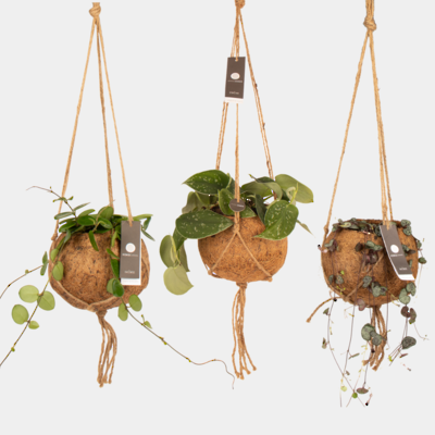 Kokodama 17cm Hanging Nine Plant Package