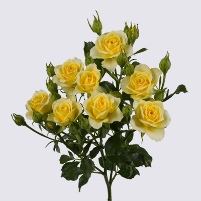 4-Good Yellow+ Spray Rose Plant