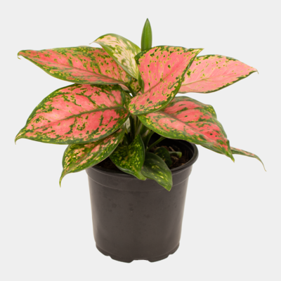 Aglaonema Favonia 12cm Pot Plant