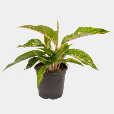 Aglaonema Night Sparkle 12cm Pot Plant