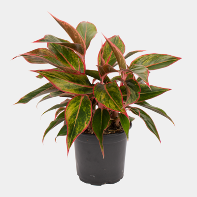 Aglaonema Siam Aurora 12cm Pot Plant