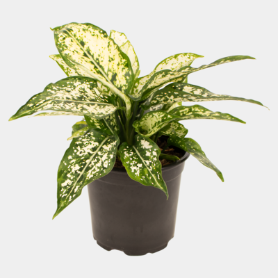 Aglaonema Thai Snowflakes 12cm Pot Plant