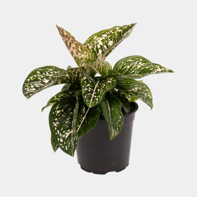 Aglaonema Tom's Pride 12cm Pot Plant