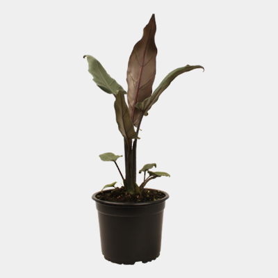Alocasia Lauterbachiana 14cm Pot Plant