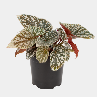 Begonia 12cm Pot Plant - Mixed Box