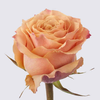Carpe Diem+ Rose Plant