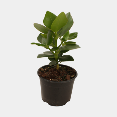 Clusia Rosea Princess 14cm Pot Plant