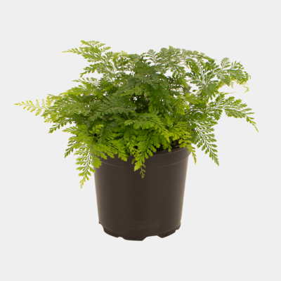 Davallia Rabbit's Foot Fern 12cm Pot Plant