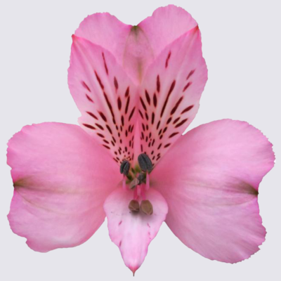 Light Pink Alstroemeria