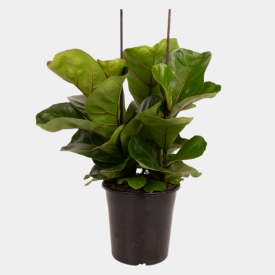 Ficus Bambino Multi Planted 18cm Pot Plant