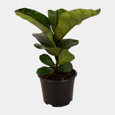 Ficus Bambino 14cm Pot Plant