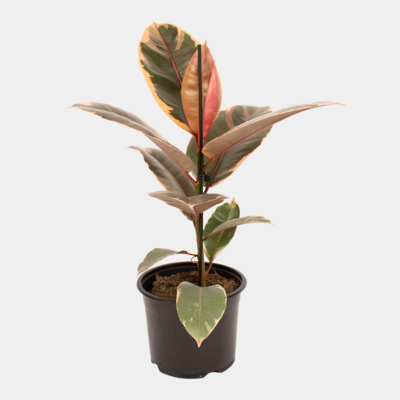 Ficus elastica Ruby 14cm Pot Plant
