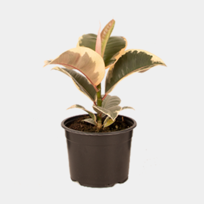 Ficus elastica Tineke 14cm Pot Plant