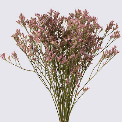 Lilac Safora Limonium