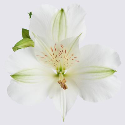 White Alstroemeria