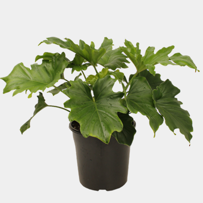 Philodendron Hope 18cm Pot Plant