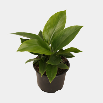Philodendron Imperial Green 14cm Pot Plant