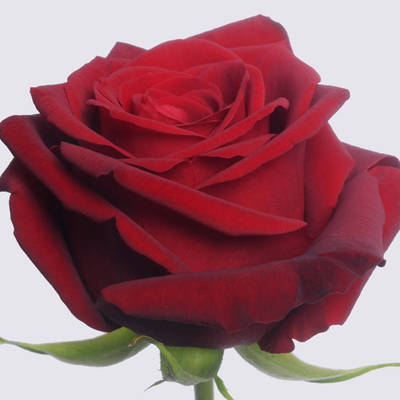 Red Naomi!  Rose Plant