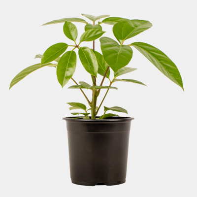 Umbrella Tree - Schefflera Alpine 14cm Pot Plant