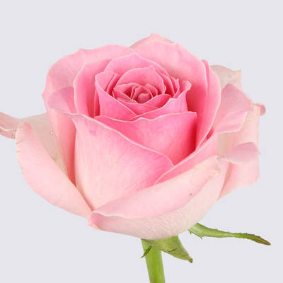 Sorbet Avalanche+ Rose Plant