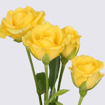 Yellow Babe Spray Rose Plant