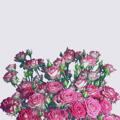 Darling Colorosa Spray Rose Plant
