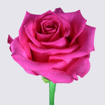 Karenza Rose Plant