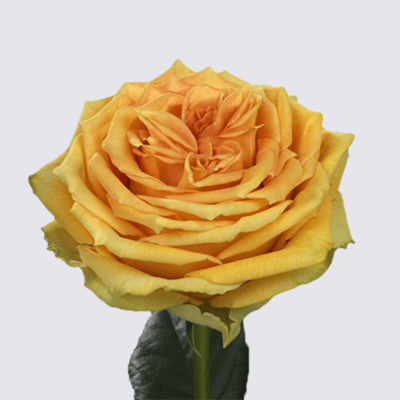 Lemon Finesse Rose Plant