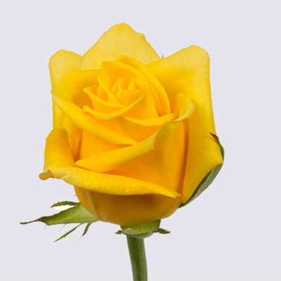 Pacaya Rose Plant