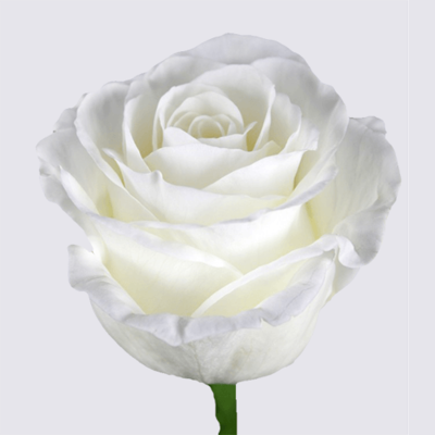 White Charming Rose Plant