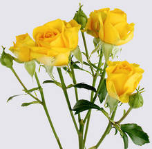 Goldilocks Spray Rose Plant