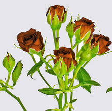 Chococcino Spray Rose Plant