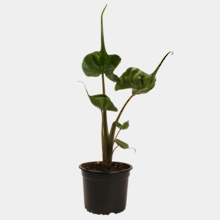 Alocasia Stingray 12cm Pot Plant