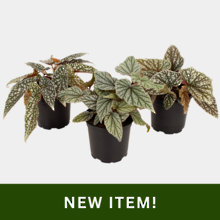 Begonia 12cm Pot Plant - Mixed Box