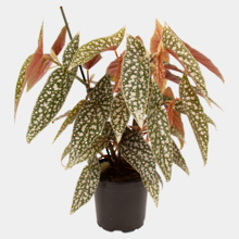 Begonia Hot Spot 12cm Pot Plant