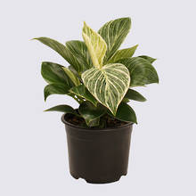 Philodendron Birkin 14cm Pot Plant