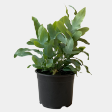 Phlebodium Blue Star Fern 12cm Pot Plant