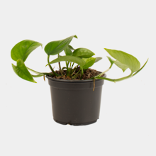 Epipremnum Aureum Green 12cm Pot Plant