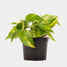 Golden Pothos (Epipremnum aureum) 12cm Pot Plant