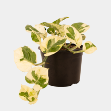 N'Joy Pothos (Epipremnum aureum) 12cm Pot Plant