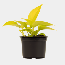 Epipremnum aureum Neon 12cm Pot Plant