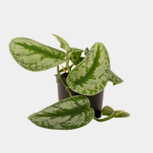 Epipremnum Trebie (Pictus) 12cm Pot Plant