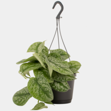 Epipremnum Trebie (Pictus) 17cm Hanging Pot Plant