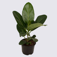 Ficus Audrey 14cm Pot Plant