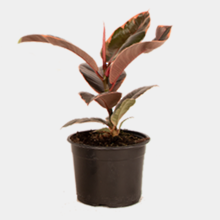 Ficus elastica Ruby 14cm Pot Plant
