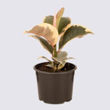 Ficus elastica Tineke 14cm Pot Plant