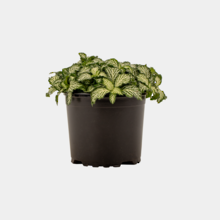 Fittonia White 10cm Pot Plant