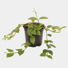 Hoya Bilobata 12cm Pot Plant