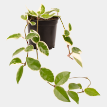 Hoya Krimson Queen 12cm Pot Plant